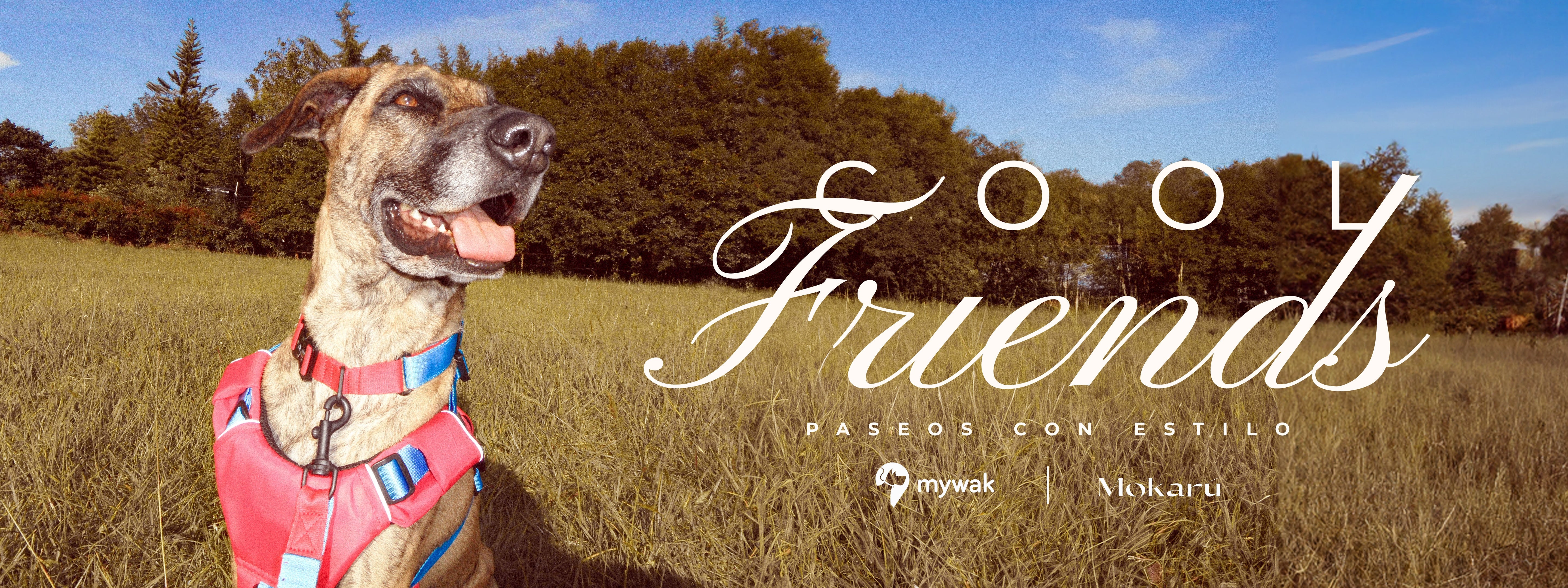 🐾 La alianza más cool del año es una realidad: MYWAK X MOKARÚ presentan COOL FRIENDS — Paseos con estilo para mascotas extraordinarias.
