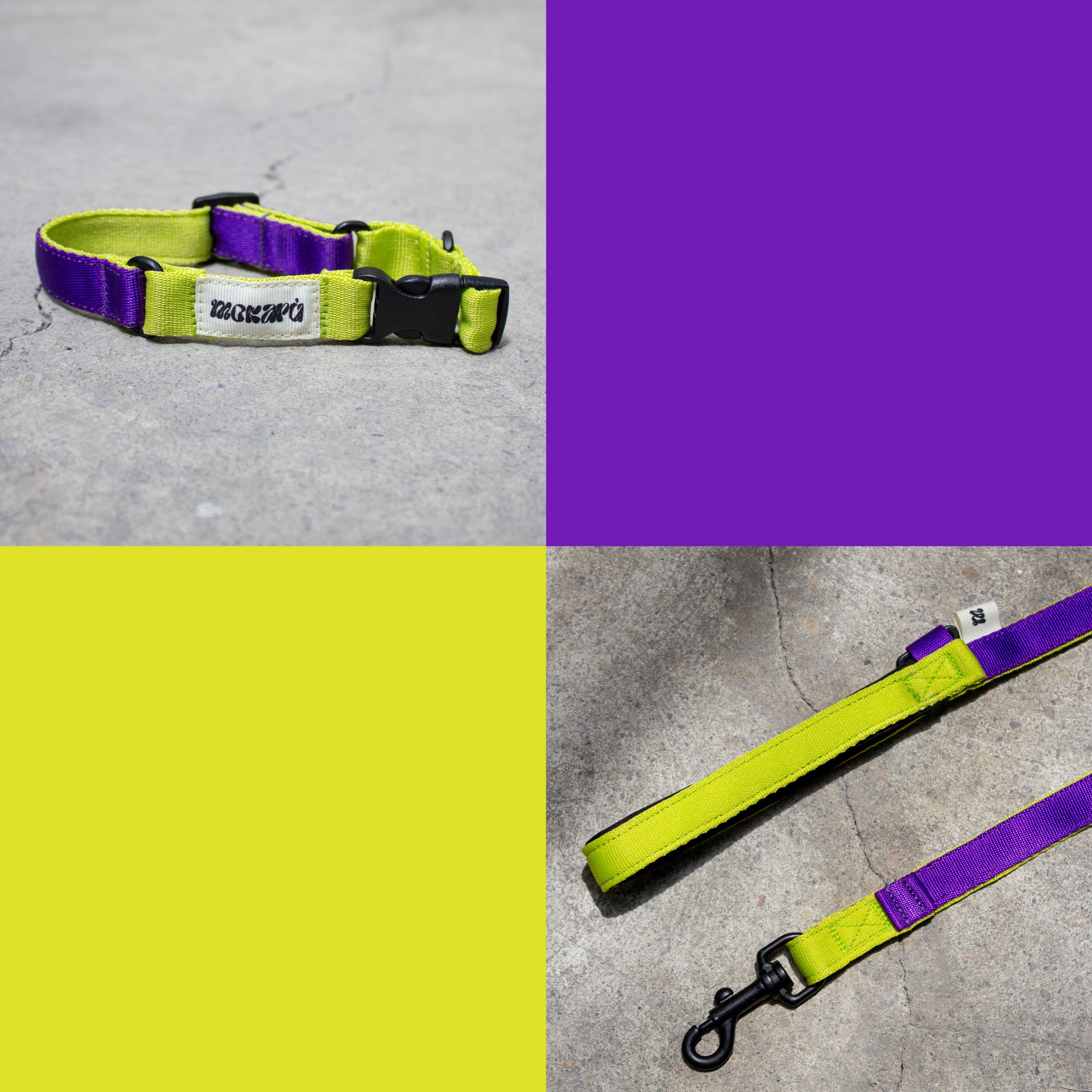 Set The Buzz - Collar + Correa